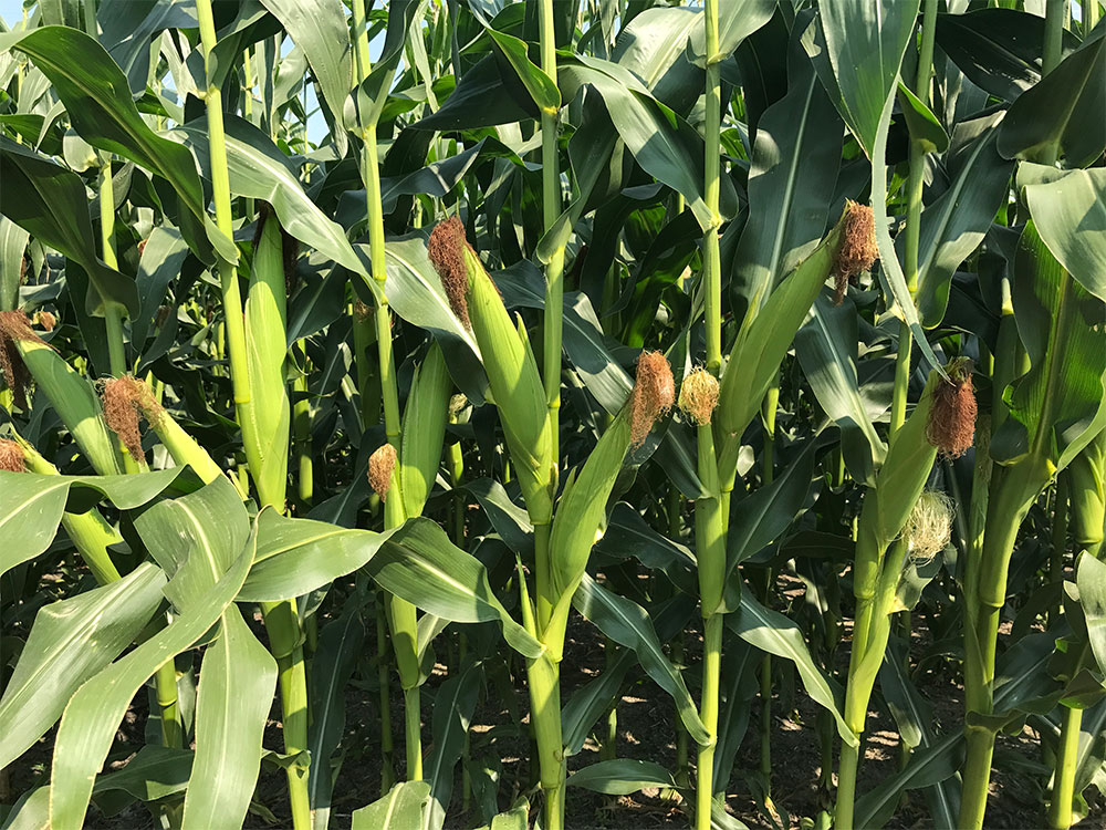 Products > DuPont Pioneer > Grain Corn