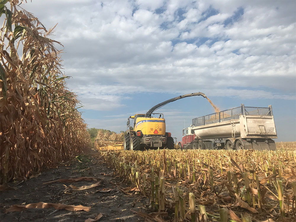 Products > DuPont Pioneer > Silage Inoculants