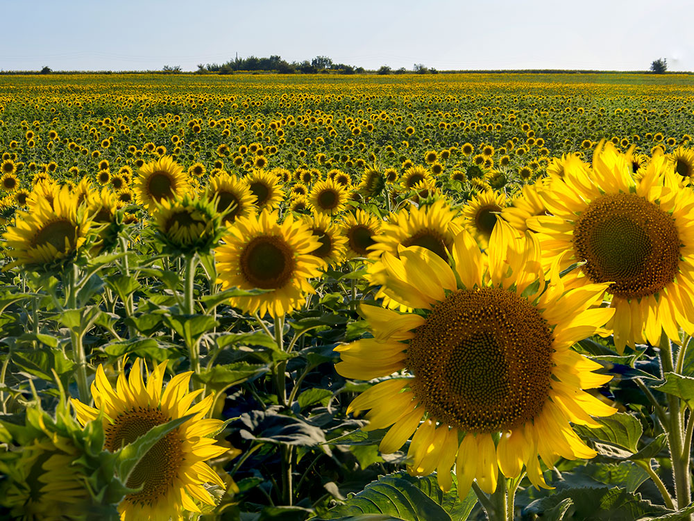 Products > DuPont Pioneer > Sunflowers